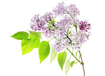 育碧海盗游戏《碧海黑帆》失去第三个创意总监